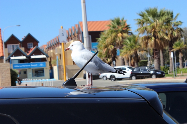 車に鳥のフン…簡単に綺麗に取る方法&人気おすすめグッズ5選！擦っちゃダメ！
