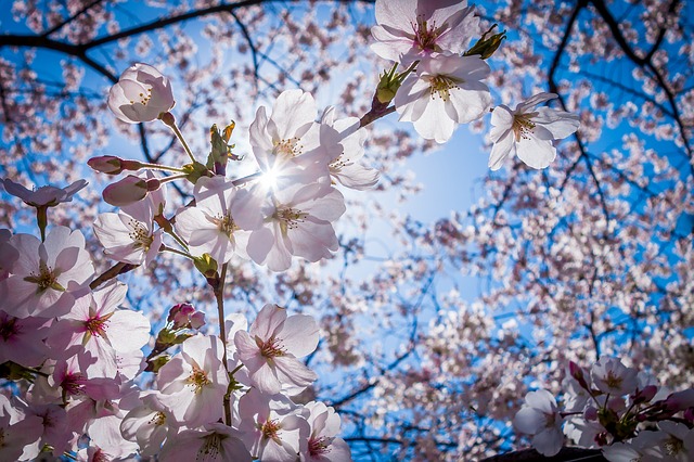 春はお花見ドライブ♪関東の桜の名所10選！駐車場・夜桜・周辺おすすめスポット・MAPも紹介